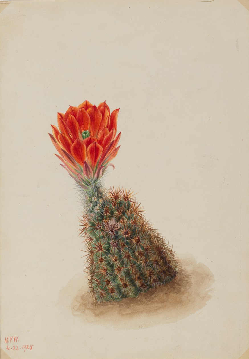 Lloyd eperkaktusz (Echinocereus lloydii) alkotó: Mary Vaux Walcott