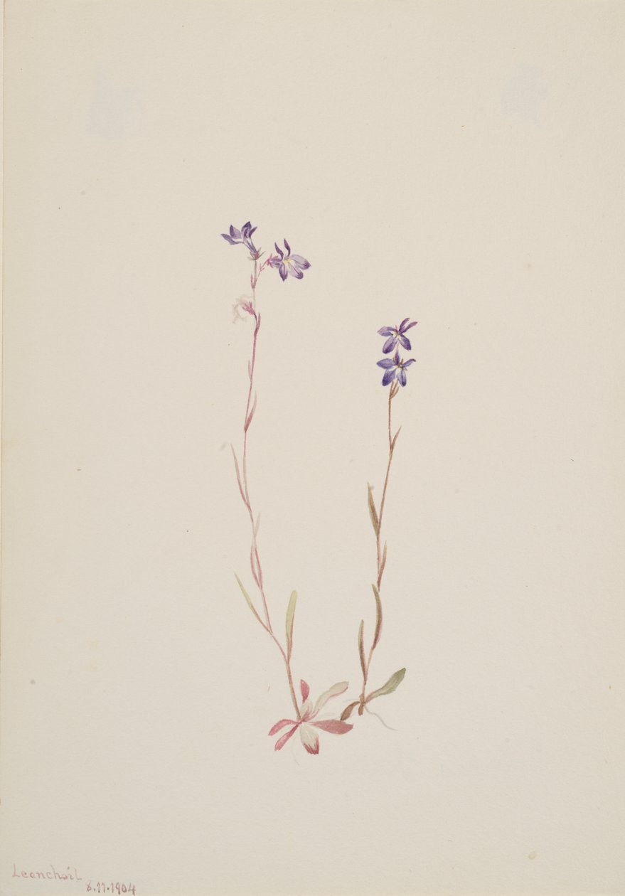 Lobelia Kalmii, 1904. alkotó: Mary Vaux Walcott