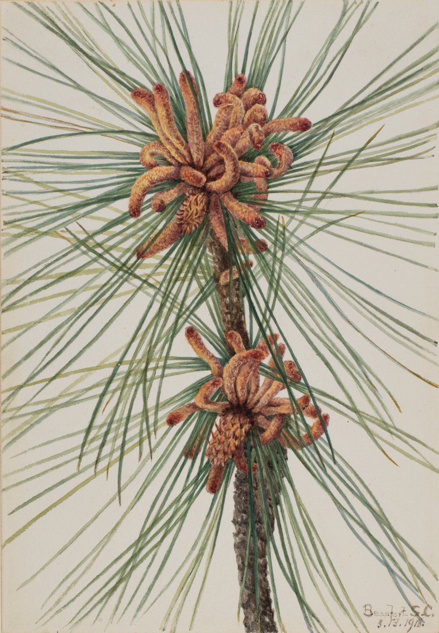 Loblolly fenyő (Pinus taeda) alkotó: Mary Vaux Walcott