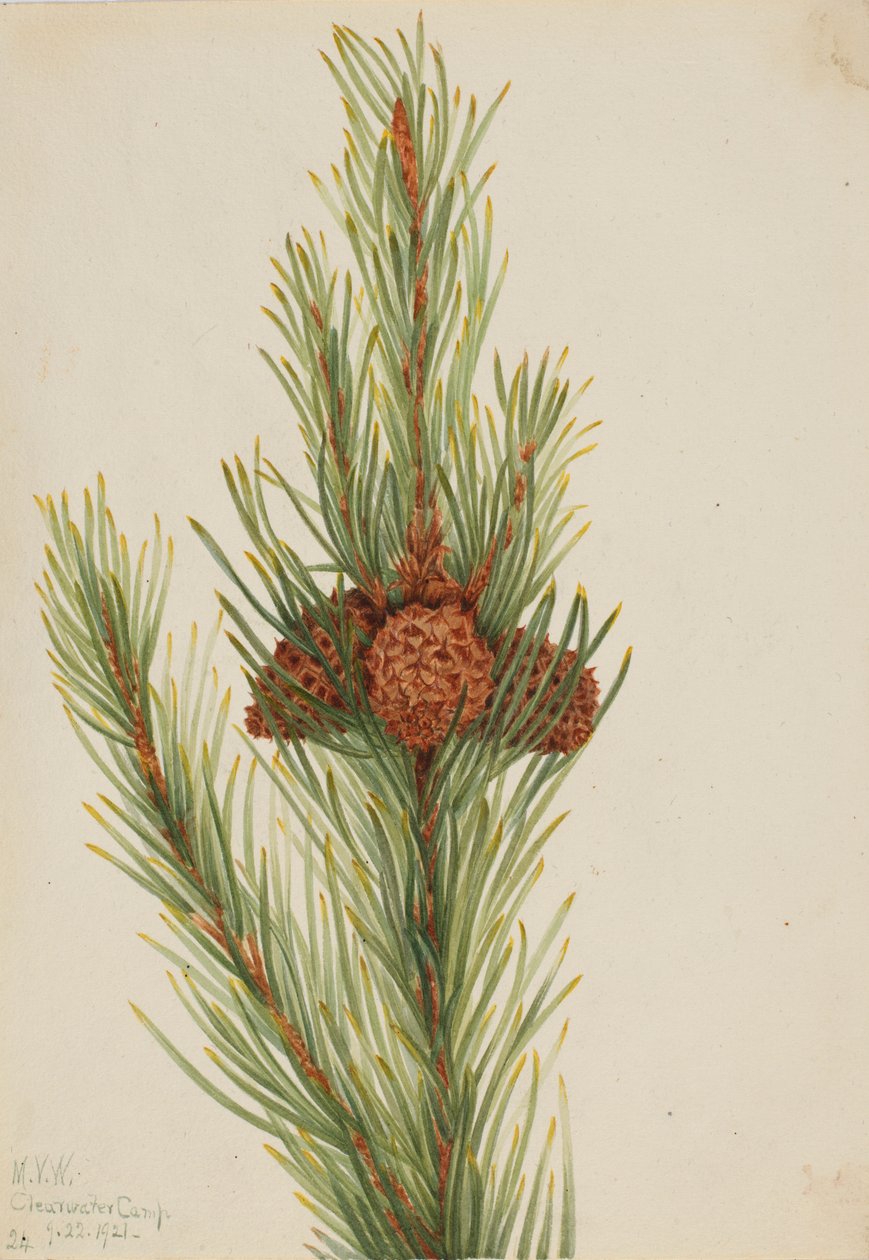 Lodgepole fenyő (Pinus Contorta murrayana) alkotó: Mary Vaux Walcott