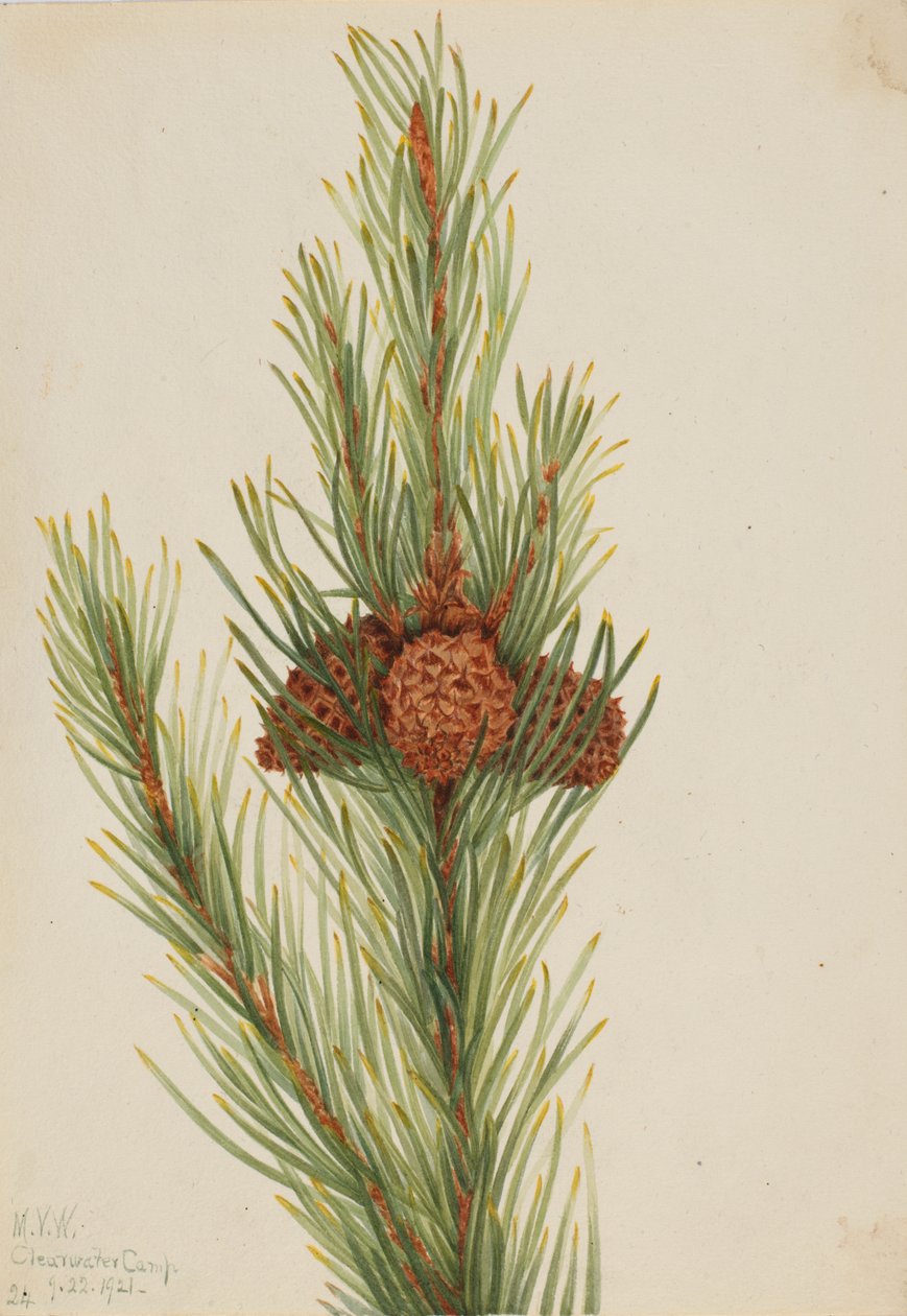Lodgepole Pine Pinus Contorta murrayana, 1921. alkotó: Mary Vaux Walcott