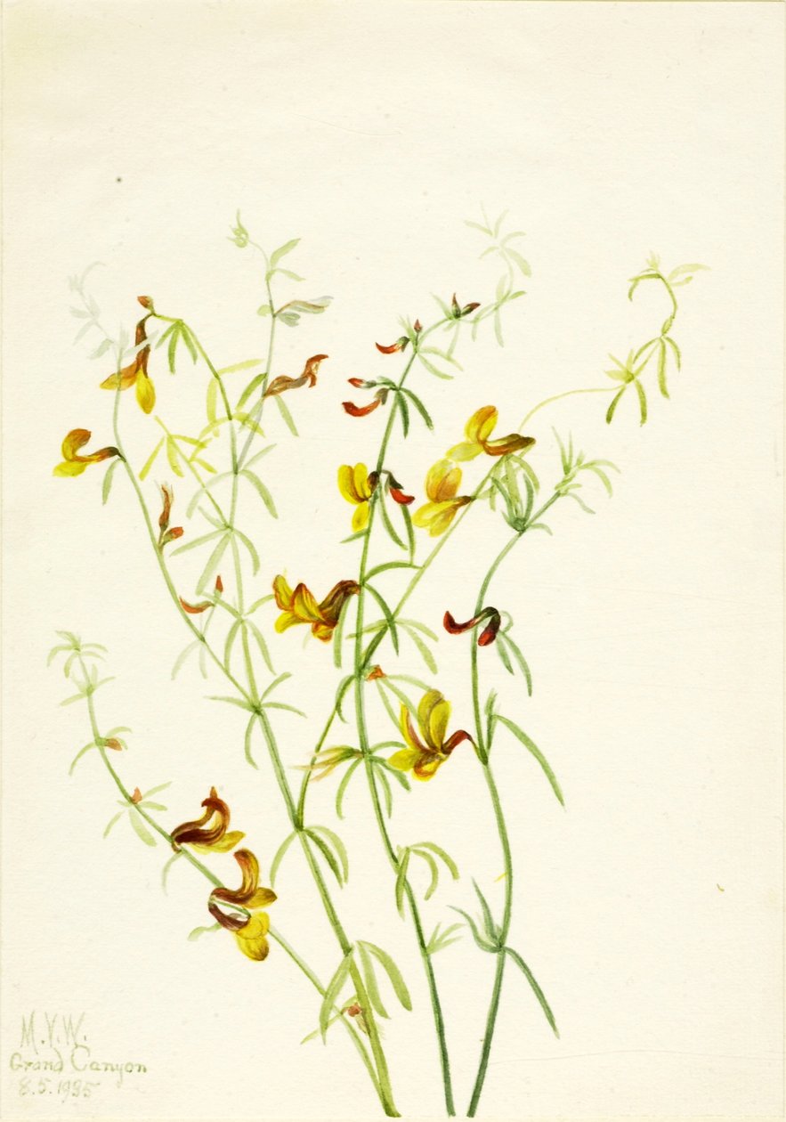 Lotus puberulus alkotó: Mary Vaux Walcott