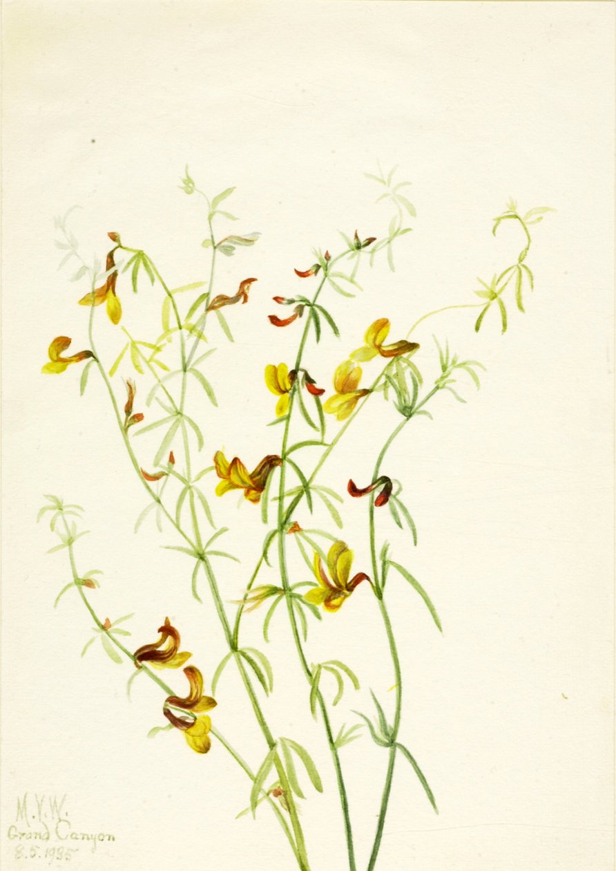 Lotus puberulus, 1935. alkotó: Mary Vaux Walcott
