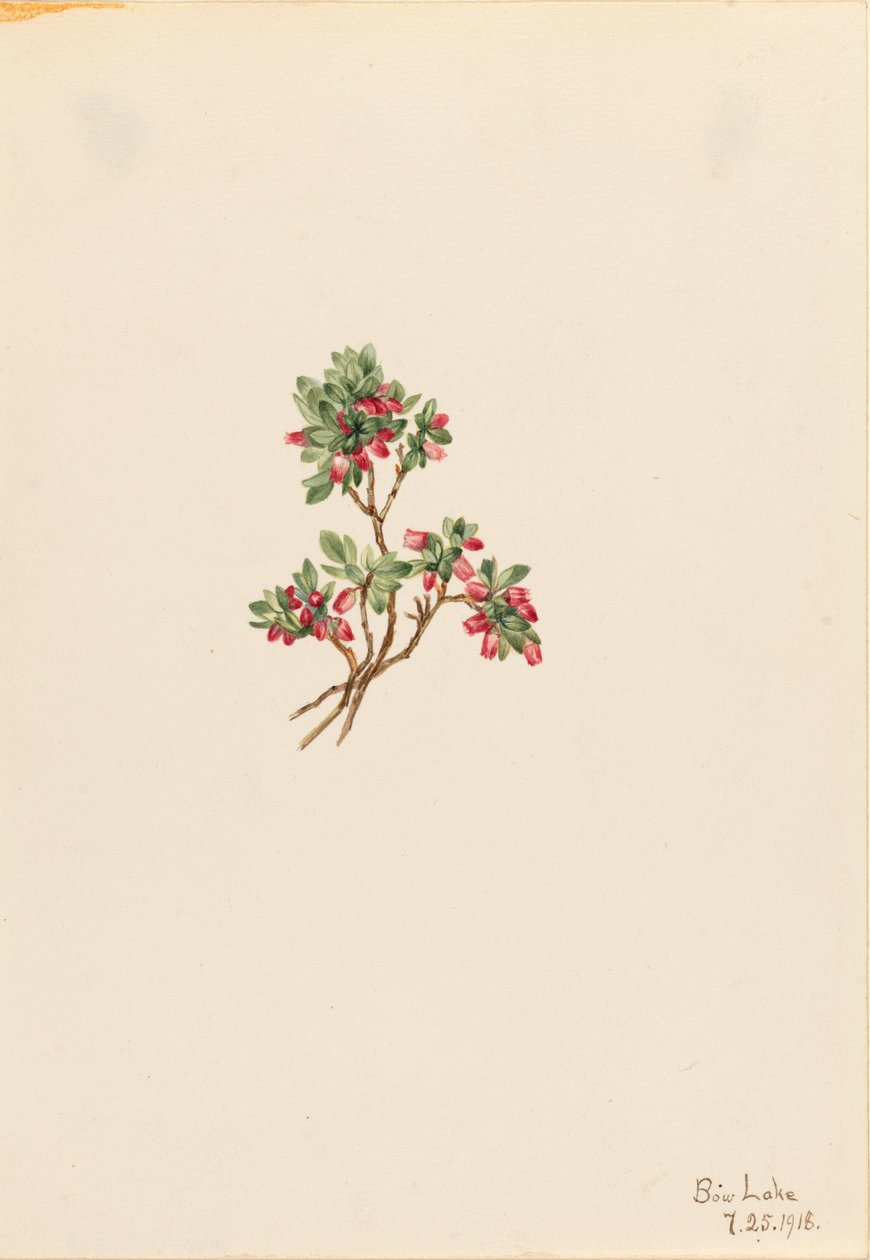 Alacsony szeder (Vaccinium caespitosum) alkotó: Mary Vaux Walcott