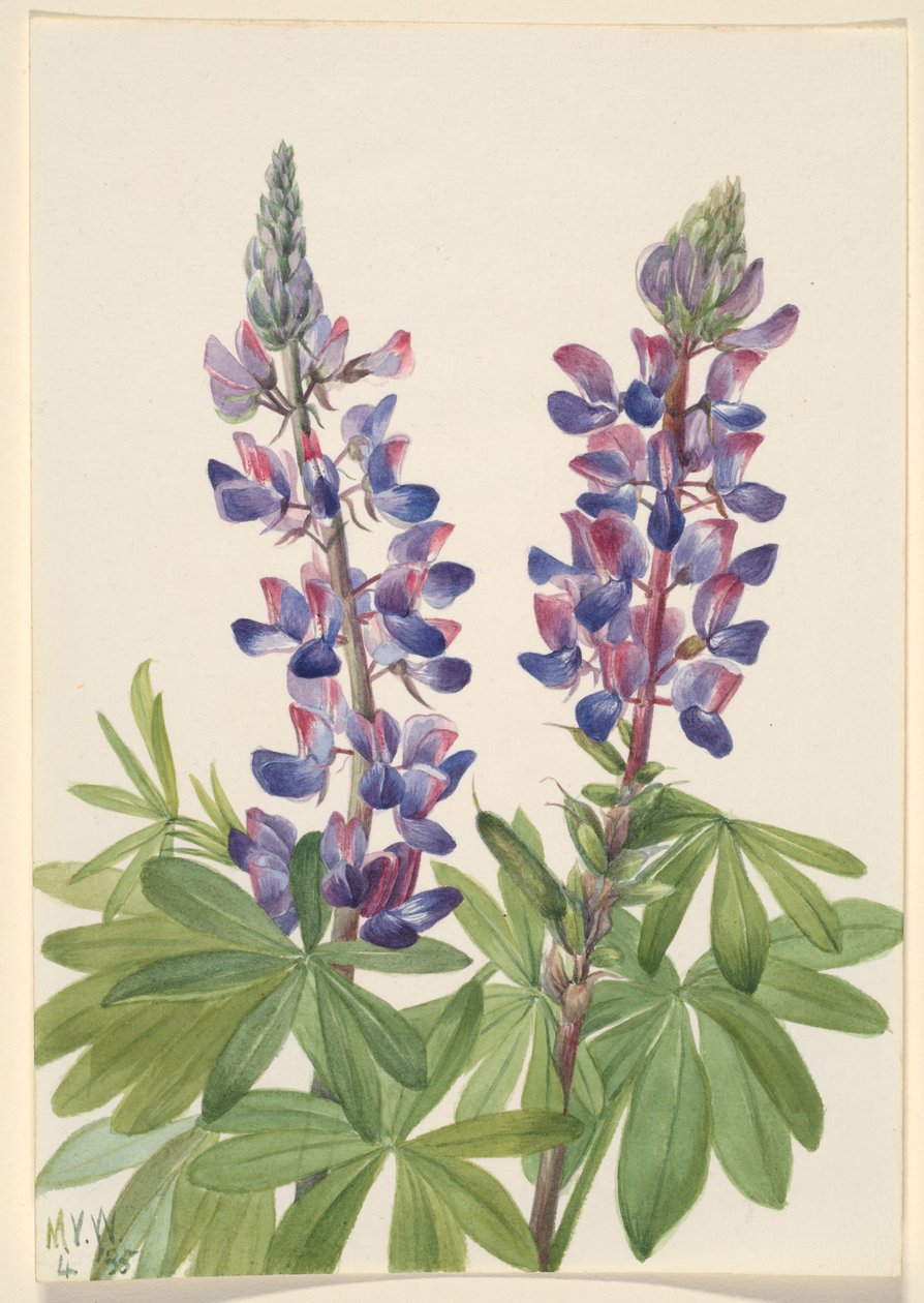 Lupinus (Lupinus fornosus) alkotó: Mary Vaux Walcott