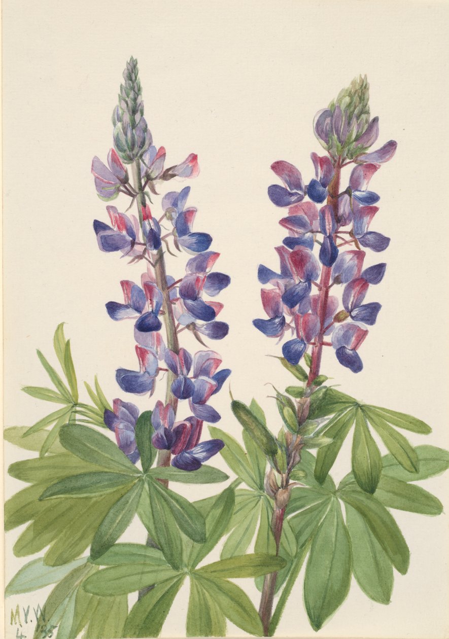 Lupinus fornosus csillagfürt, 1935. alkotó: Mary Vaux Walcott