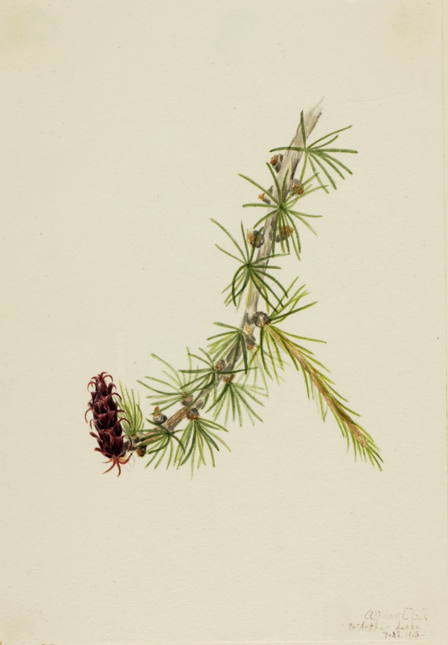 Lyall vörösfenyő Larix lyallii, 1913 alkotó: Mary Vaux Walcott