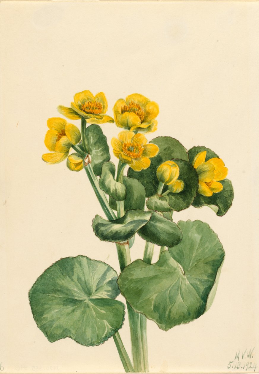 Mocsári körömvirág (Caltha palustris) alkotó: Mary Vaux Walcott