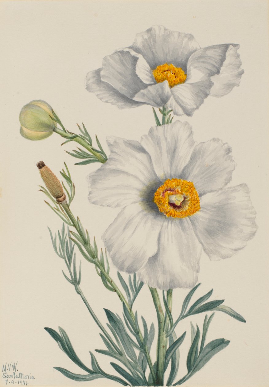 Matilija mák (Romneya coulteri) alkotó: Mary Vaux Walcott