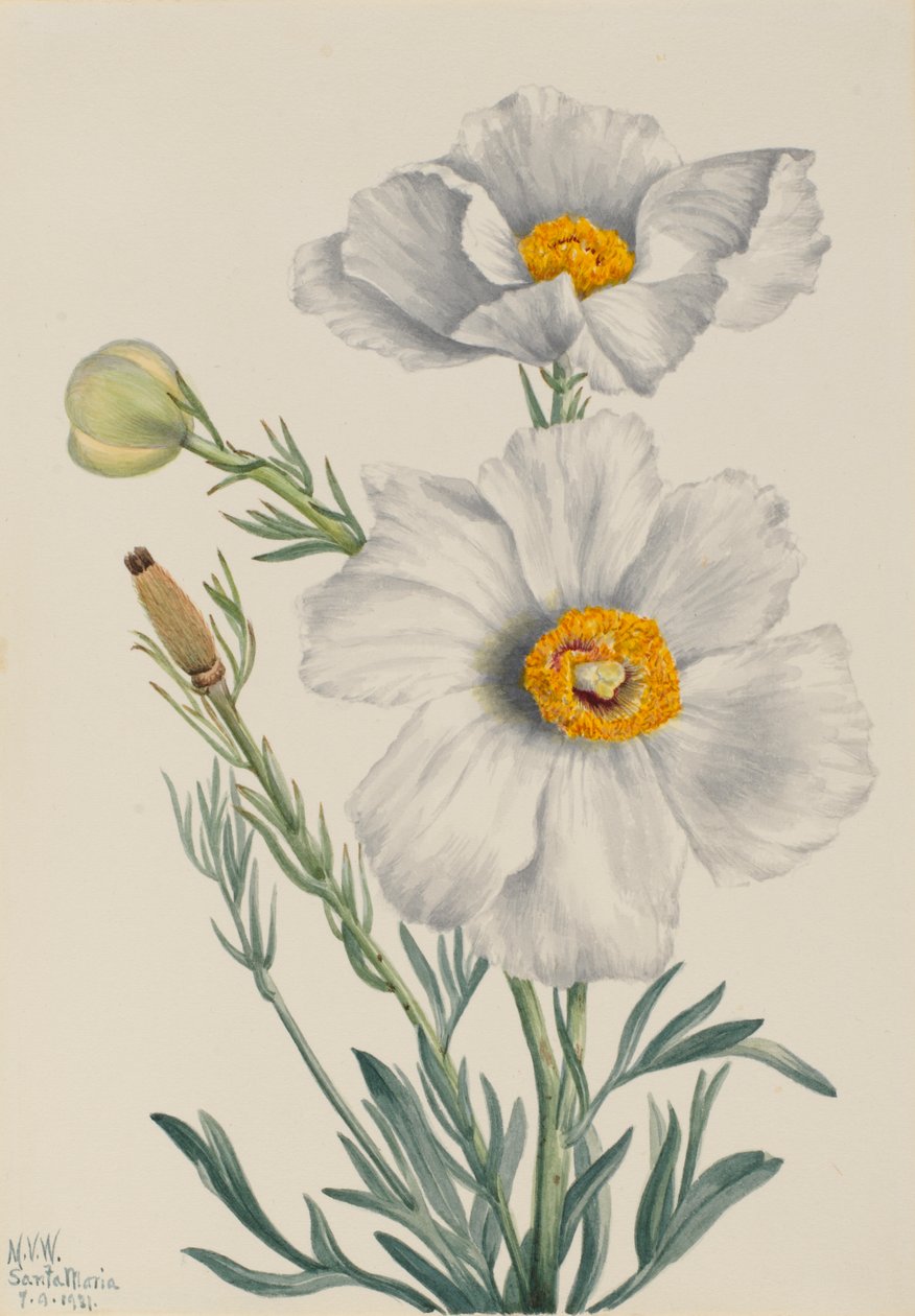 Matilija Poppy Romney coulteri, 1931. alkotó: Mary Vaux Walcott