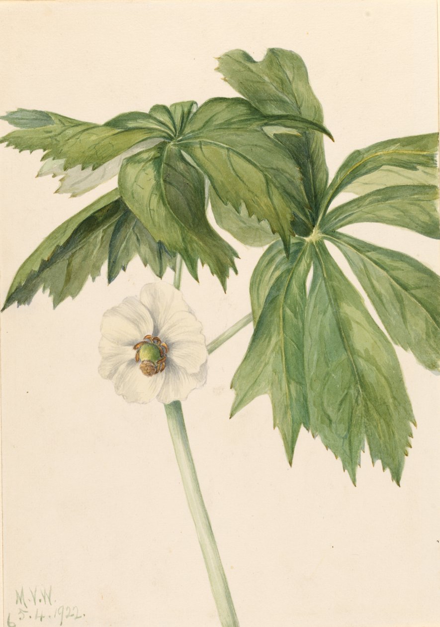 Májusi alma (Podphyllum paltatum) alkotó: Mary Vaux Walcott