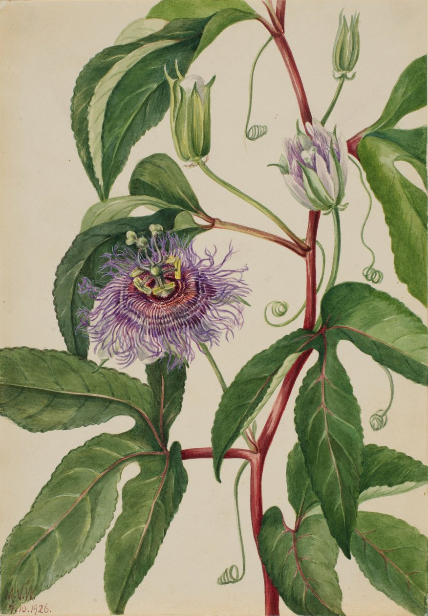 Maypop (Passiflora incarnata) alkotó: Mary Vaux Walcott