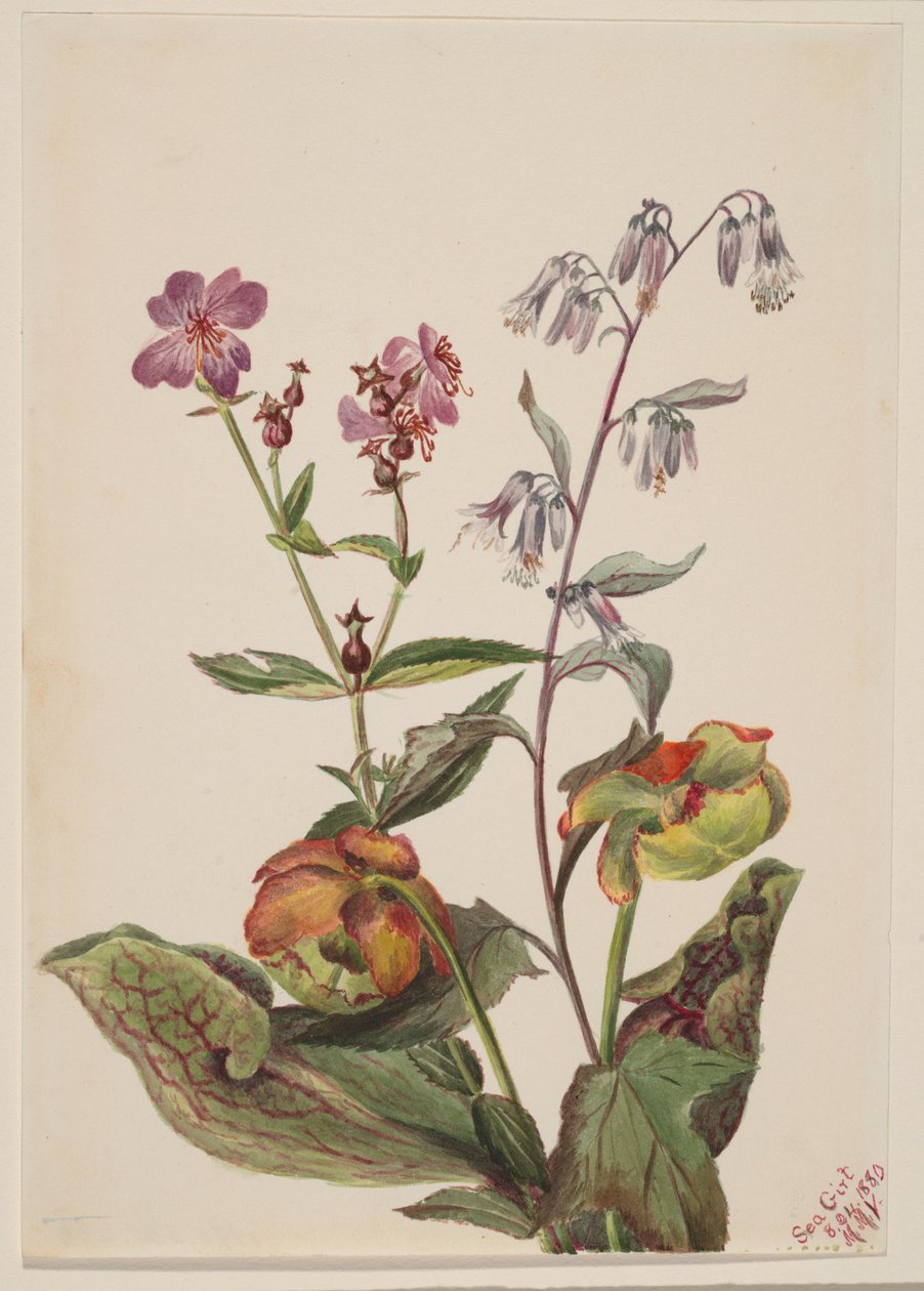 Rétiszépség (Rhexia virginica), Csörgőkígyószőr (Nabalus albus), Korsóvirág (Sarracenia purpurea) alkotó: Mary Vaux Walcott