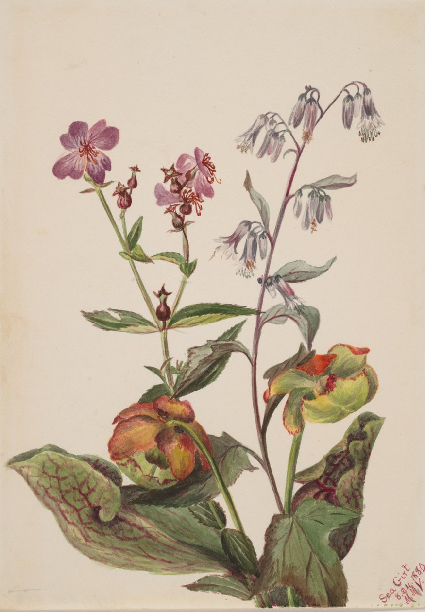 Meadow Beauty Rhexia virginica, csörgőkígyógyökér Nabalus albus, kancsó..., 1880. alkotó: Mary Vaux Walcott