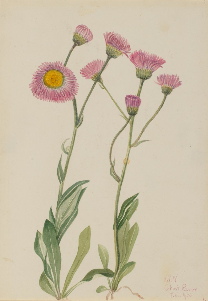 Meadow Fleabane Erigeron speciosus, 1920. alkotó: Mary Vaux Walcott
