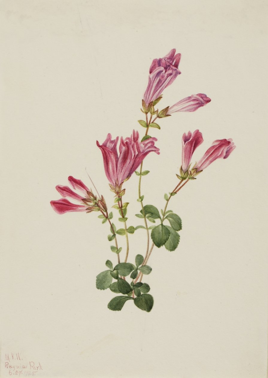 Menzies Pentstemon (Pentstemon menziesii) alkotó: Mary Vaux Walcott