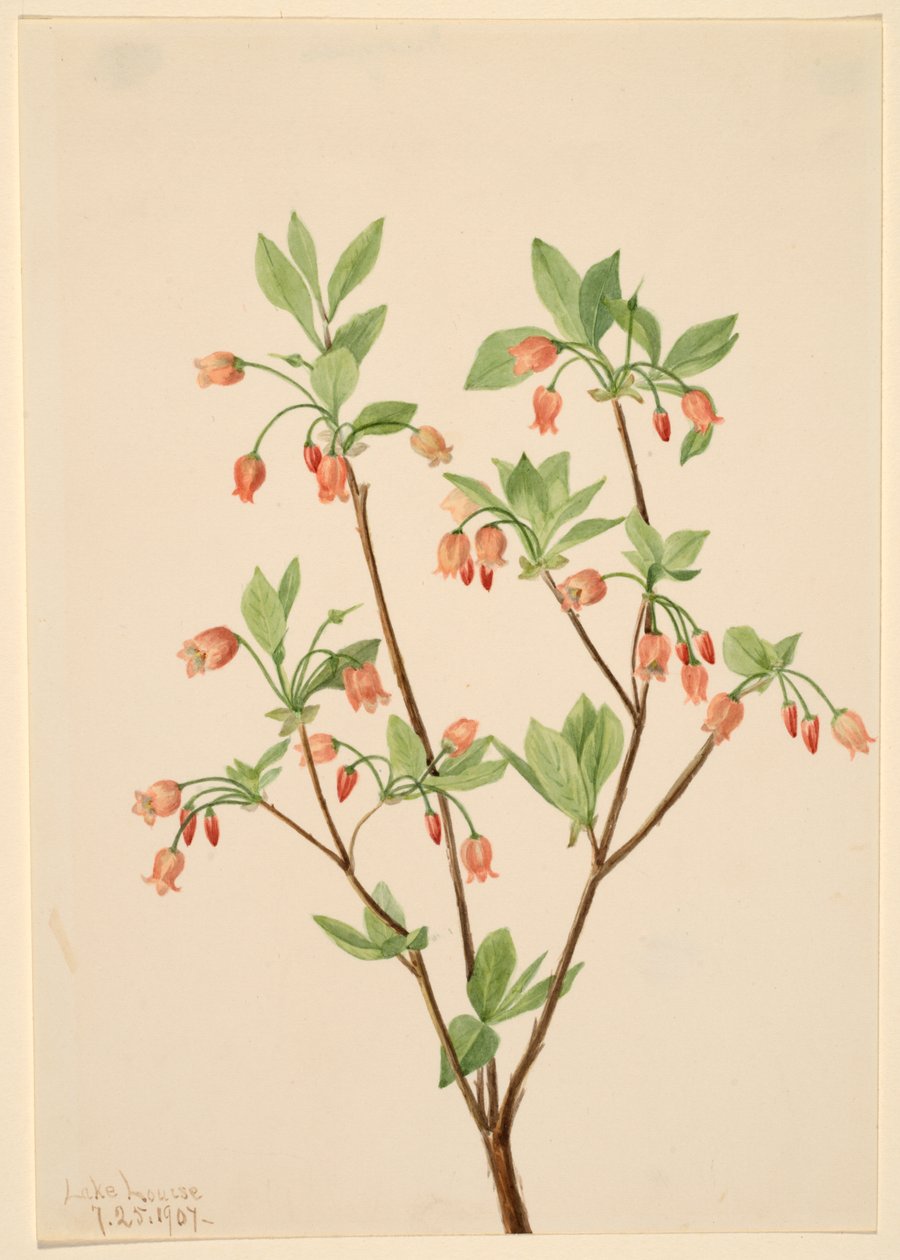 Menziesea (Menziesea glabella) alkotó: Mary Vaux Walcott
