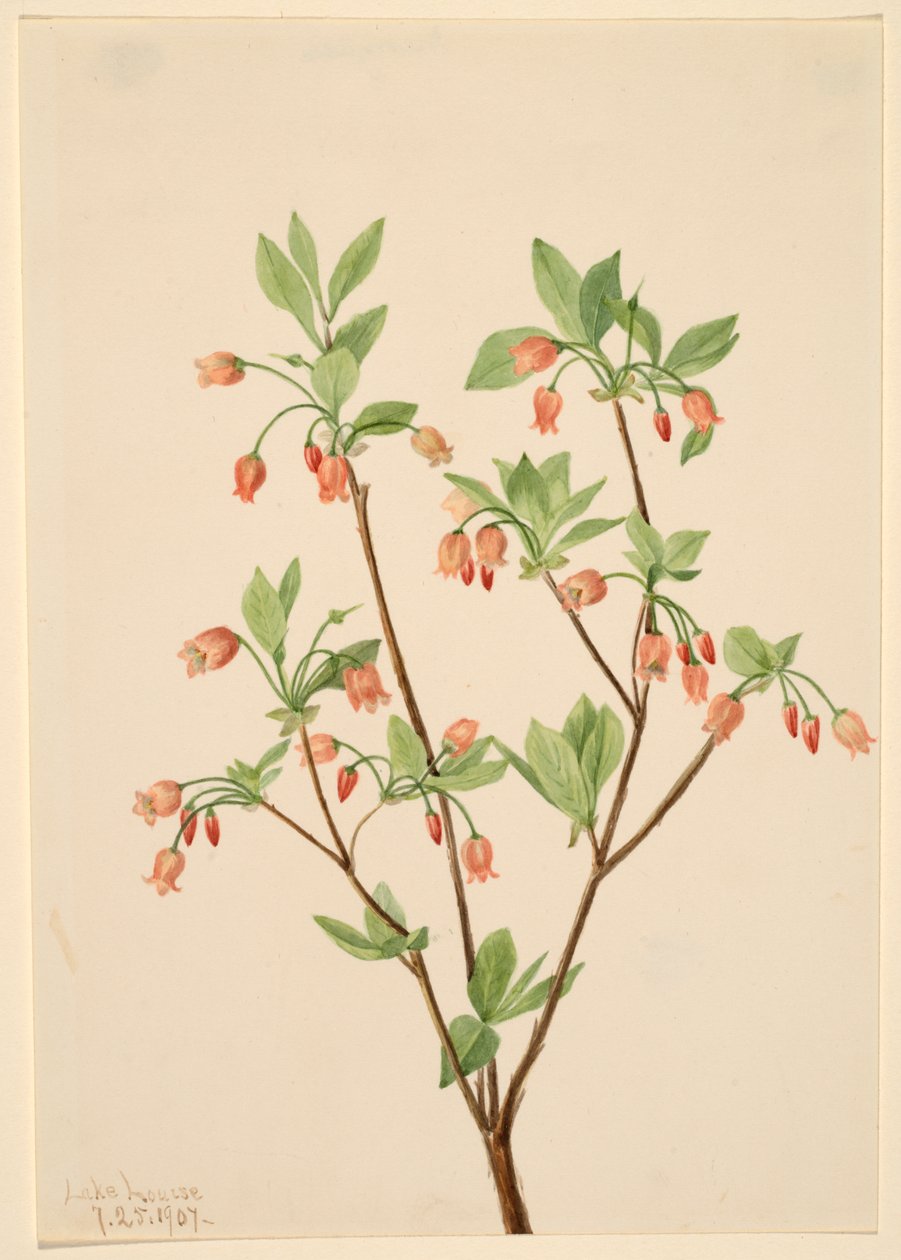 Menziesea Menziesea glabella, 1907. alkotó: Mary Vaux Walcott