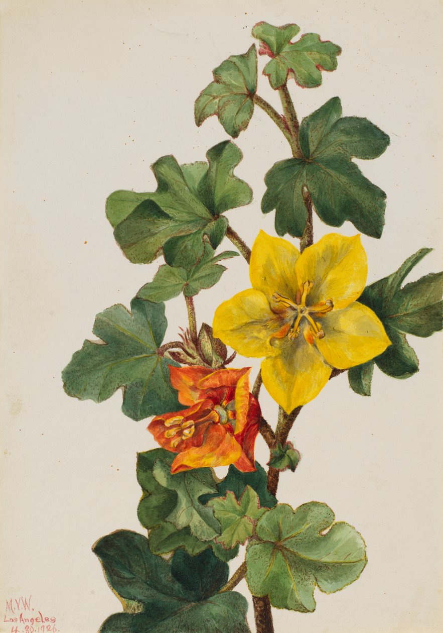 Mexikói Fremontia Fremontodendron mexicanum, 1926. alkotó: Mary Vaux Walcott