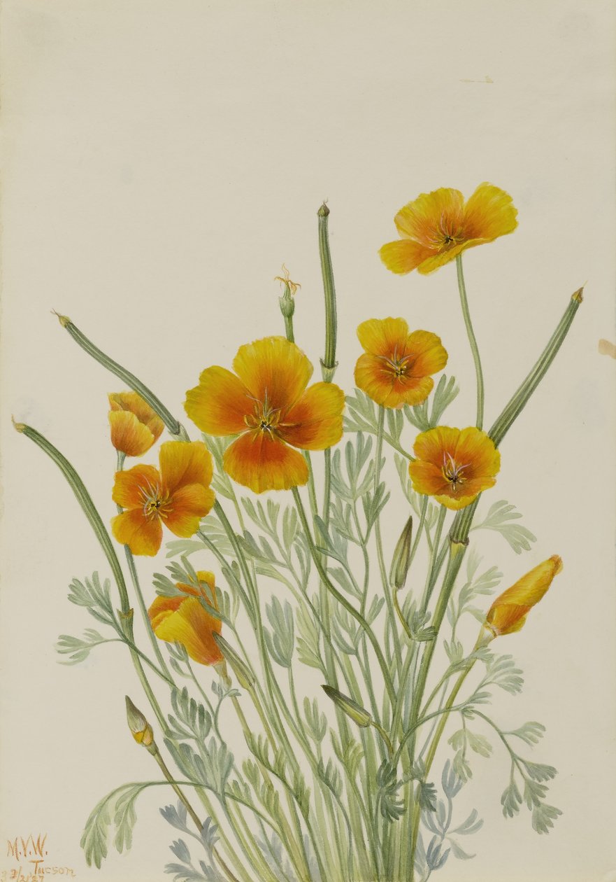 Mexikói mák (Eschscholtzia mexicana) alkotó: Mary Vaux Walcott