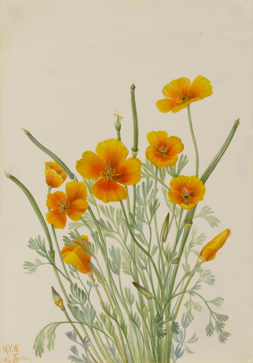 Mexikói mák Eschscholtzia mexicana, 1927. alkotó: Mary Vaux Walcott