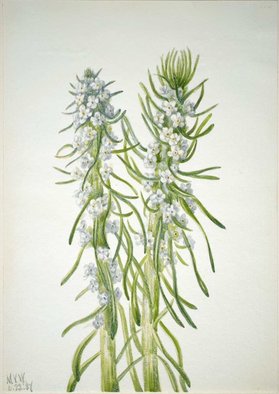 Bányász gyertya (Oreocarya virgata) alkotó: Mary Vaux Walcott