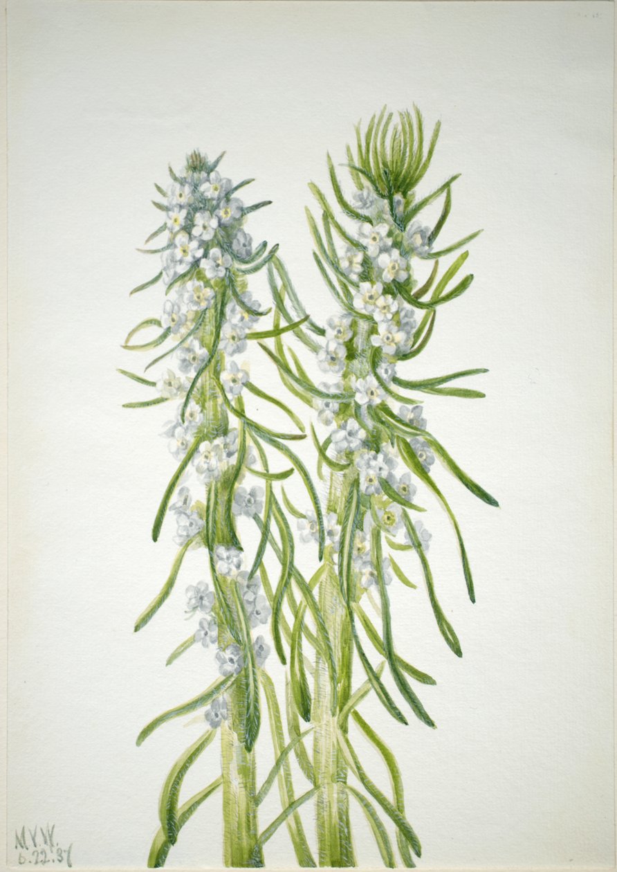 Bányászgyertya Oreocarya virgata, 1937 alkotó: Mary Vaux Walcott