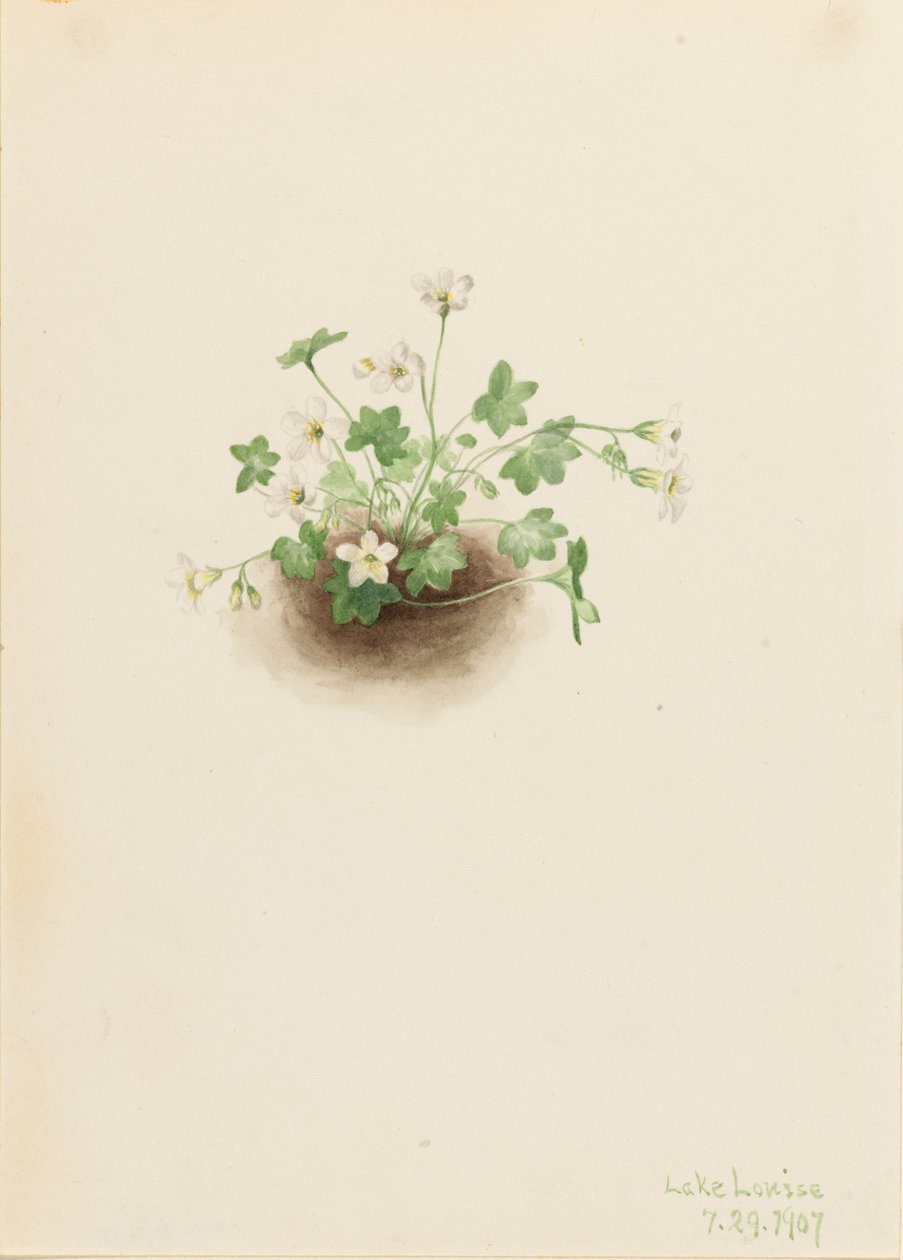 Ködlány Romanzoffia sitchensis, 1907. alkotó: Mary Vaux Walcott