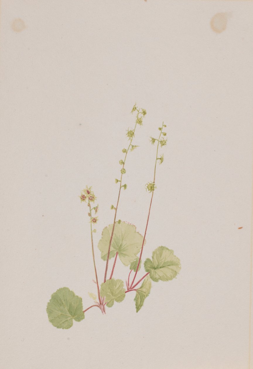 Meztelen Mitella alkotó: Mary Vaux Walcott