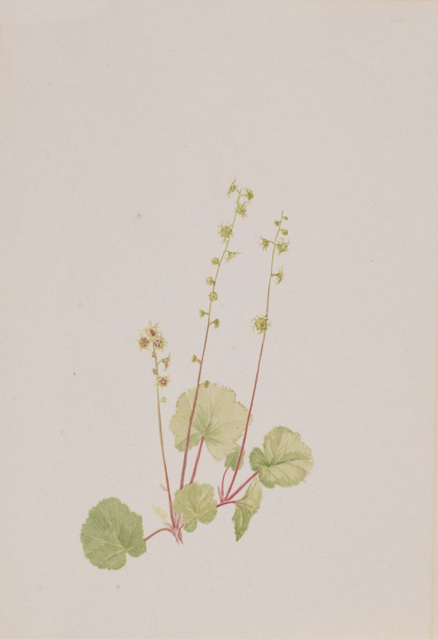 Csupasz kagyló, kb. 1900-1920. alkotó: Mary Vaux Walcott