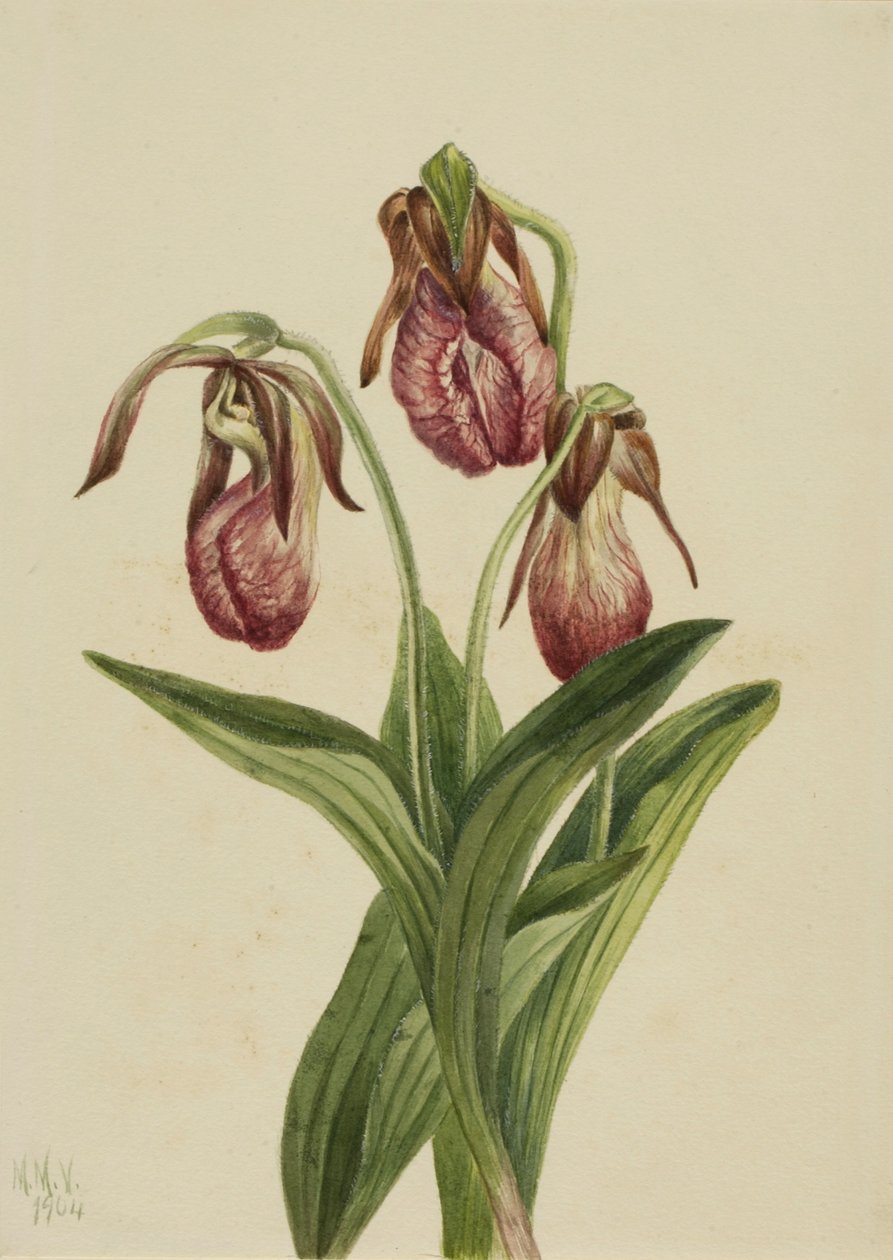 Mokaszin Virág (Cypripedium acaule) alkotó: Mary Vaux Walcott