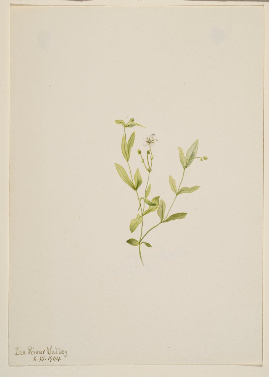 Moehringia laberiflora alkotó: Mary Vaux Walcott