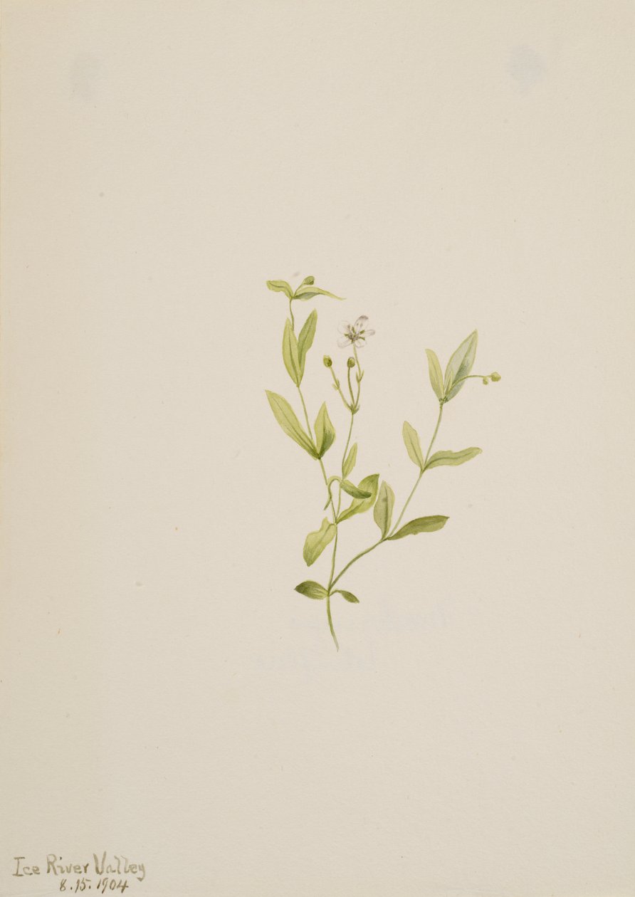 Moehringia laberiflora, 1904. alkotó: Mary Vaux Walcott