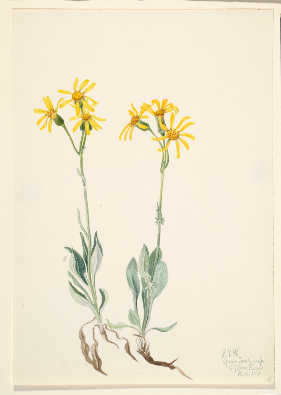 Montana Parnassia (Parnassia montanesis) alkotó: Mary Vaux Walcott