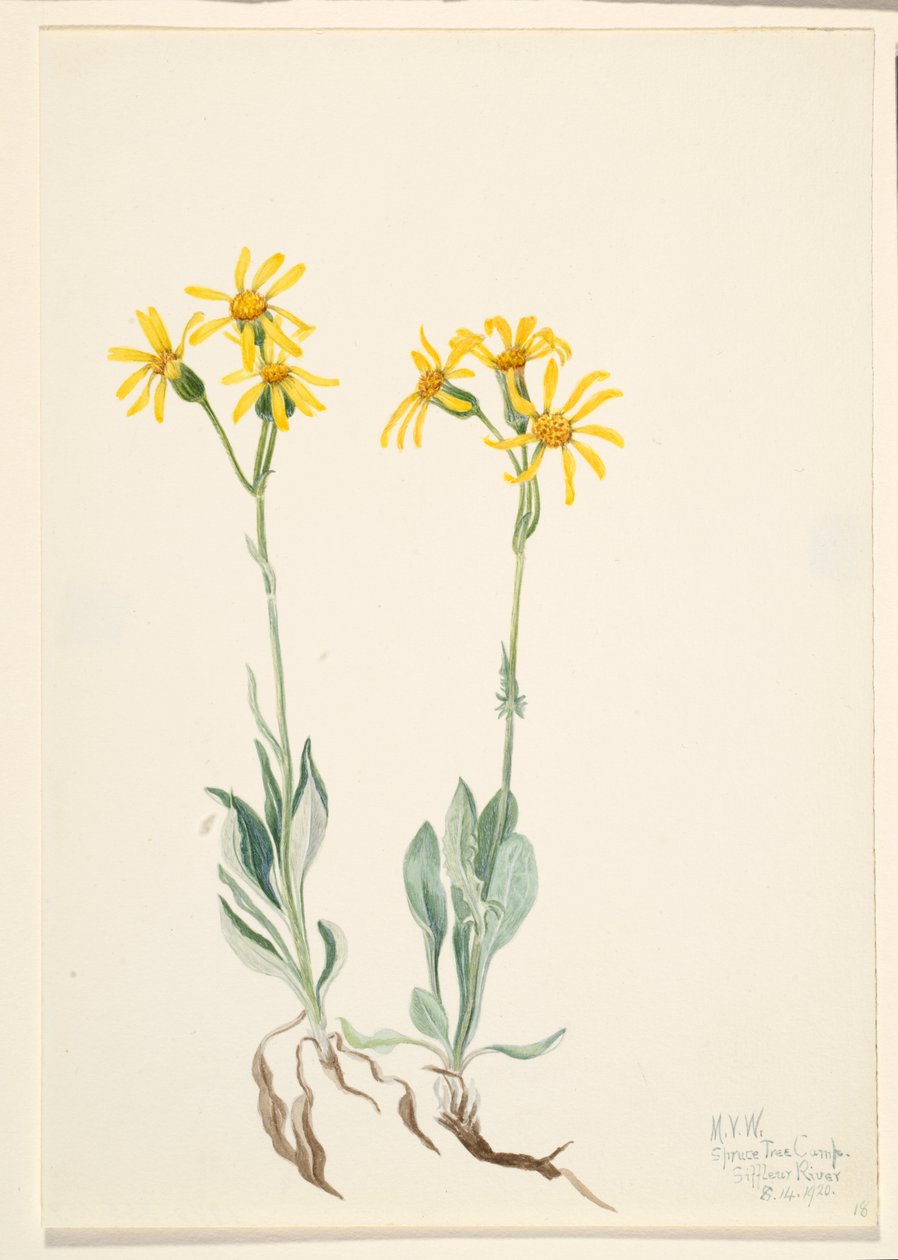 Montana Parnassia Parnassia montanesis, 1920. alkotó: Mary Vaux Walcott