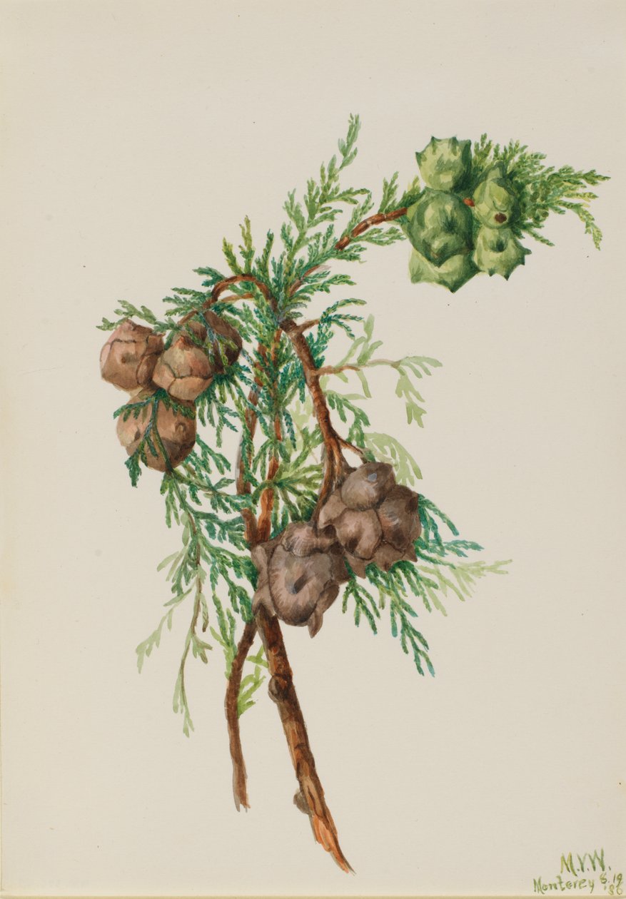 Monterey ciprus (Cupressus macrocarpa) alkotó: Mary Vaux Walcott