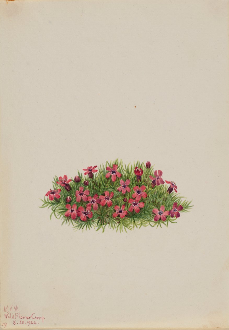 Moha Campion (Silene acaulis) alkotó: Mary Vaux Walcott