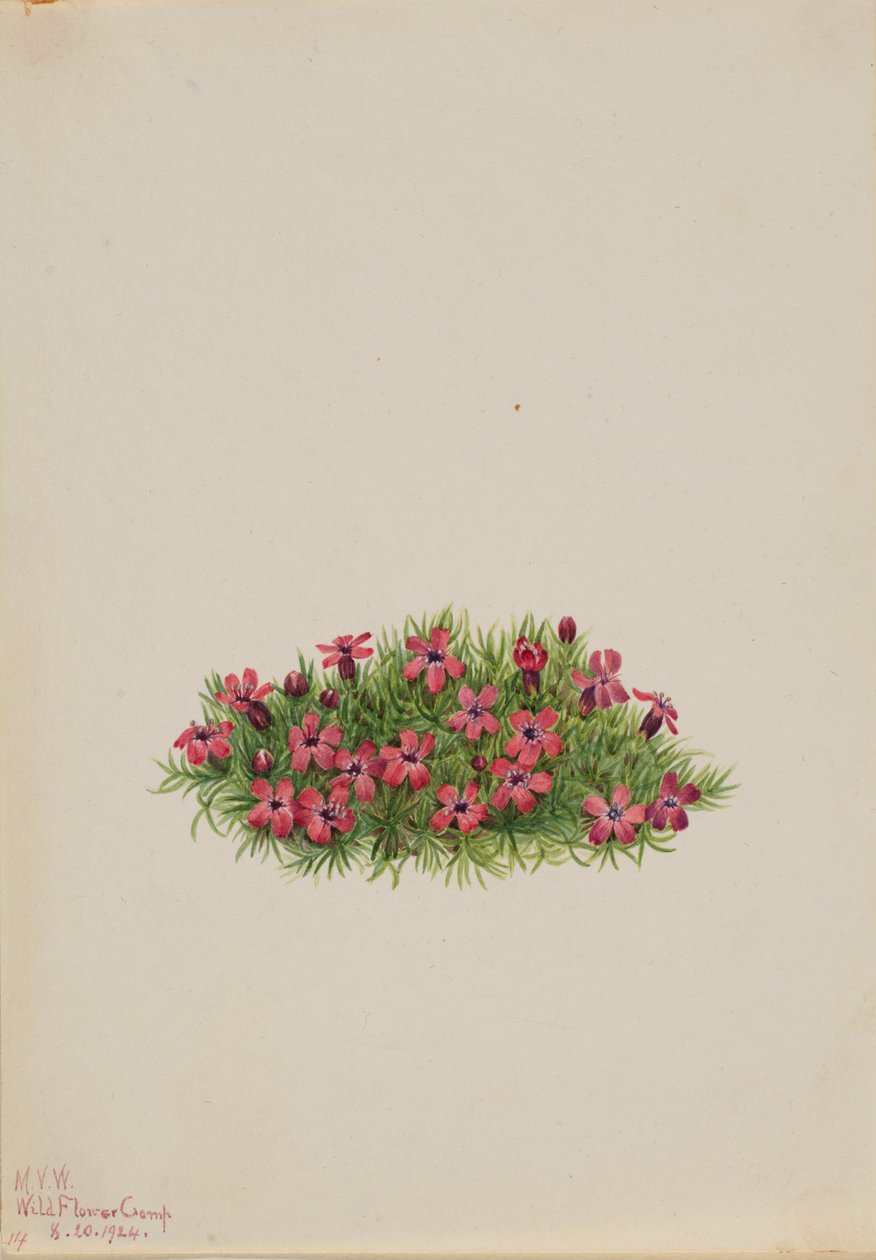 Moss Campion Silene acaulis, 1924. alkotó: Mary Vaux Walcott