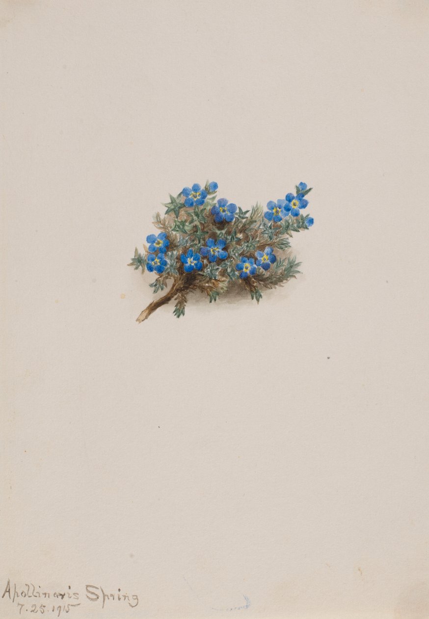 Moha Felejtsd el a nefelejcset (Eritichum elongatum) alkotó: Mary Vaux Walcott