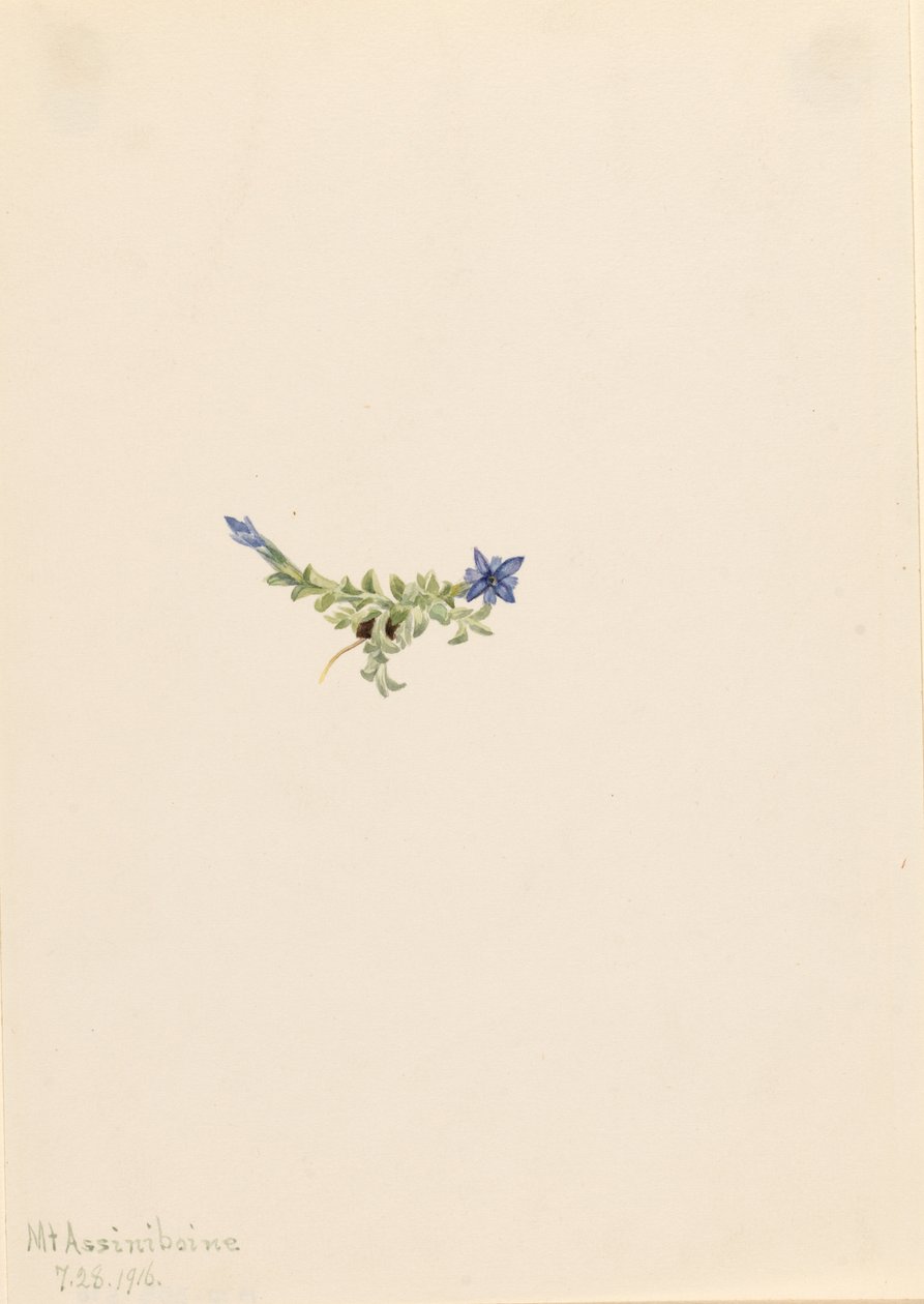 Moha Gentian (Gentiana prostrata) alkotó: Mary Vaux Walcott