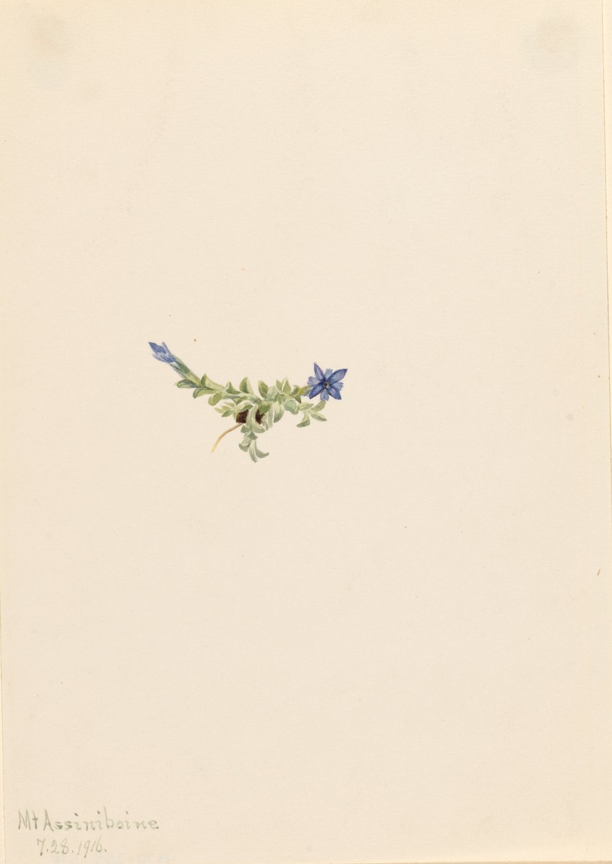 Gentian Gentiana prostrata, 1916. alkotó: Mary Vaux Walcott