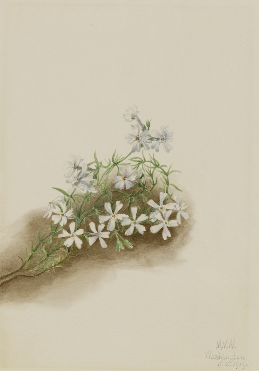 Moha rózsaszín (Phlox subulate) alkotó: Mary Vaux Walcott