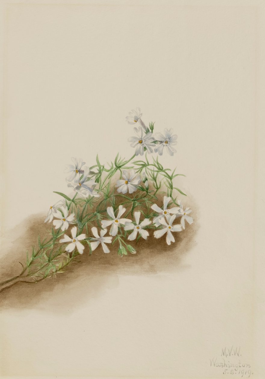 Moss Pink Phlox szubulátum, 1919. alkotó: Mary Vaux Walcott