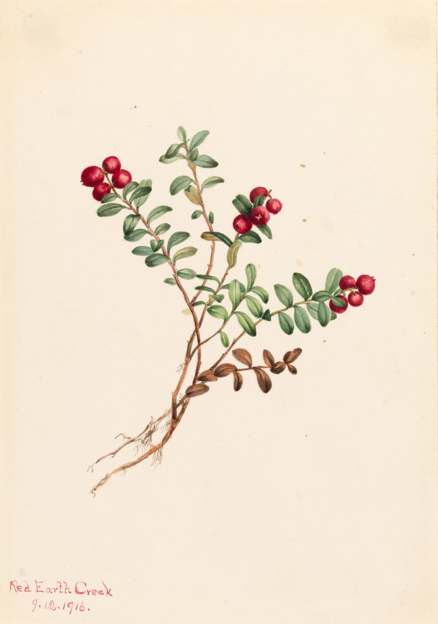 Hegyi áfonya (Vaccinium vitisdaea minus) alkotó: Mary Vaux Walcott