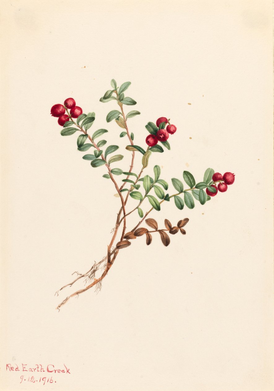 Hegyi áfonya Vaccinium vitisdaea minus, 1916. alkotó: Mary Vaux Walcott
