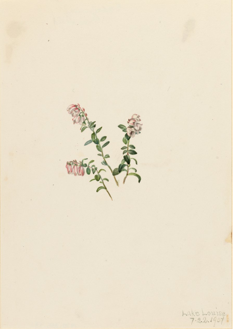 Hegyi áfonya Vaccinium vitisidaea minus, 1907. alkotó: Mary Vaux Walcott