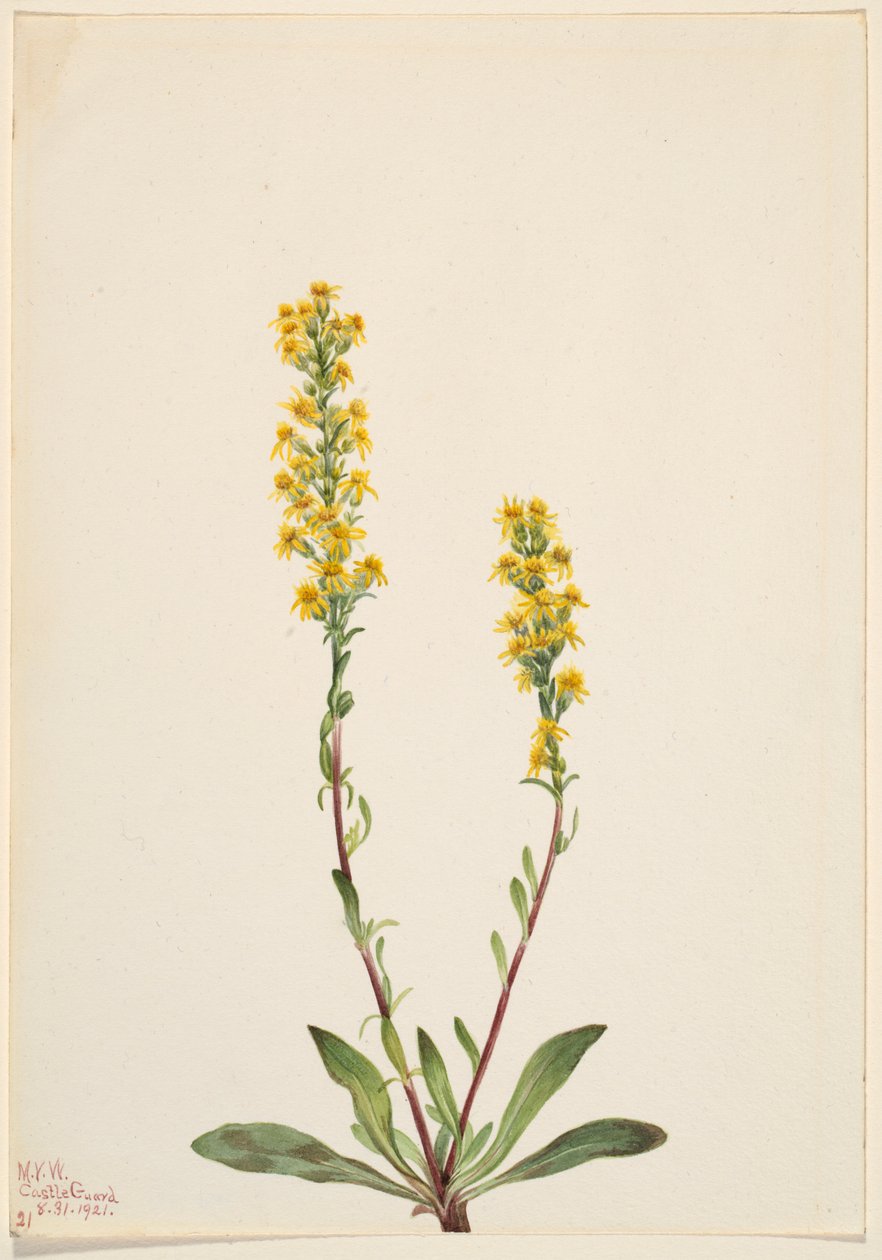 Hegyi aranyvessző (Solidago oreophila) alkotó: Mary Vaux Walcott