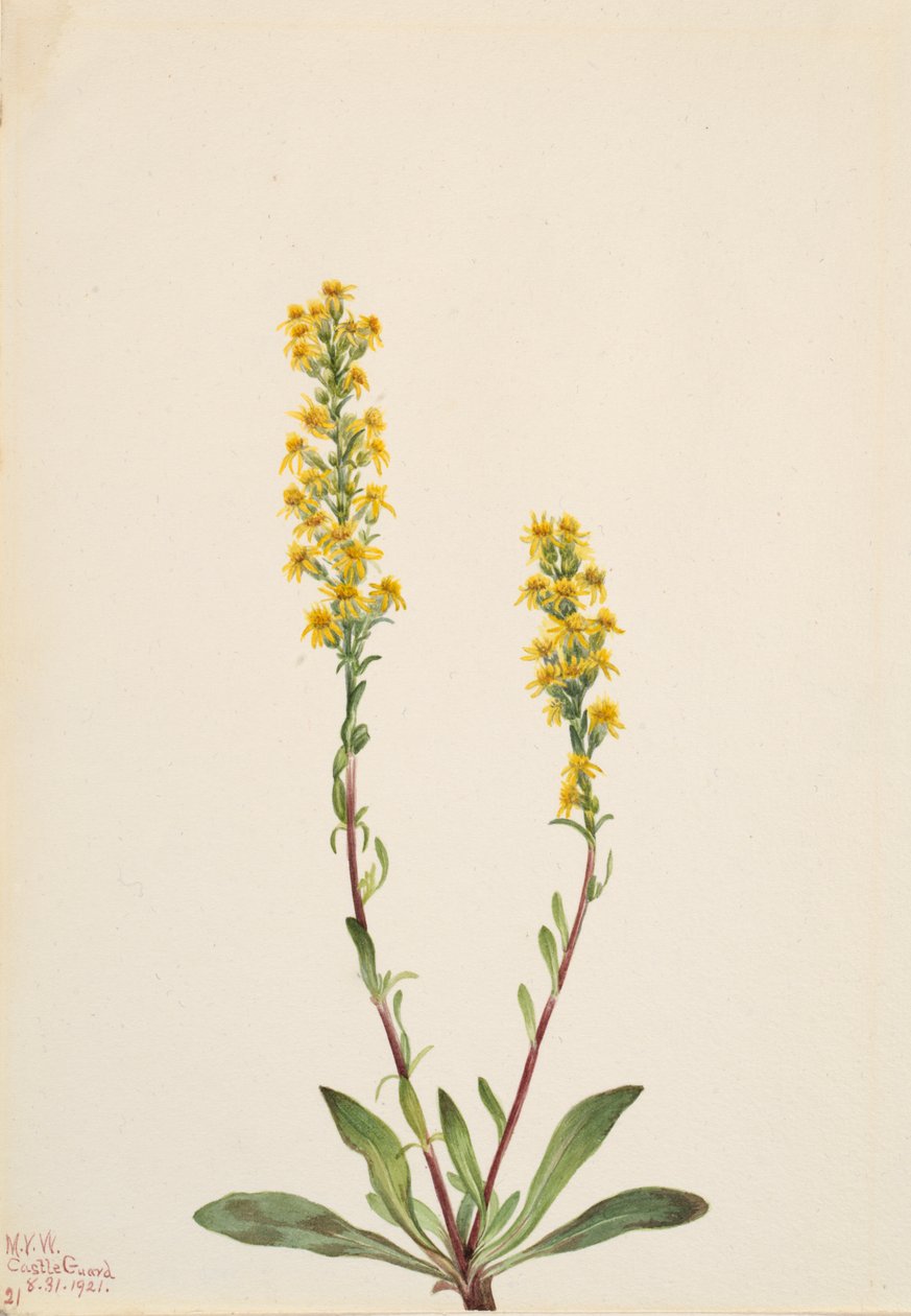 Mountain Goldenrod Solidarity Oreophila, alkotó: Mary Vaux Walcott