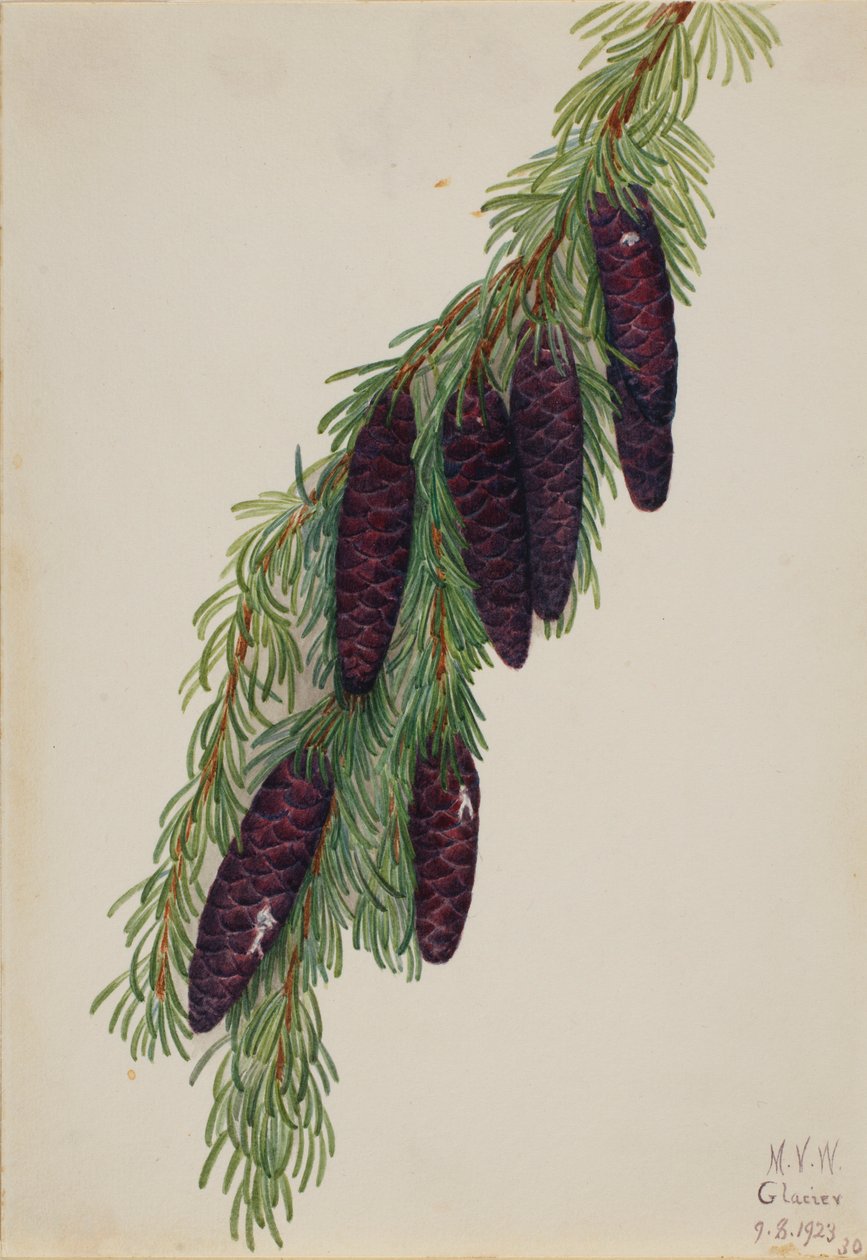 Hegyi nyárfa (Tsuga mertensiana) alkotó: Mary Vaux Walcott