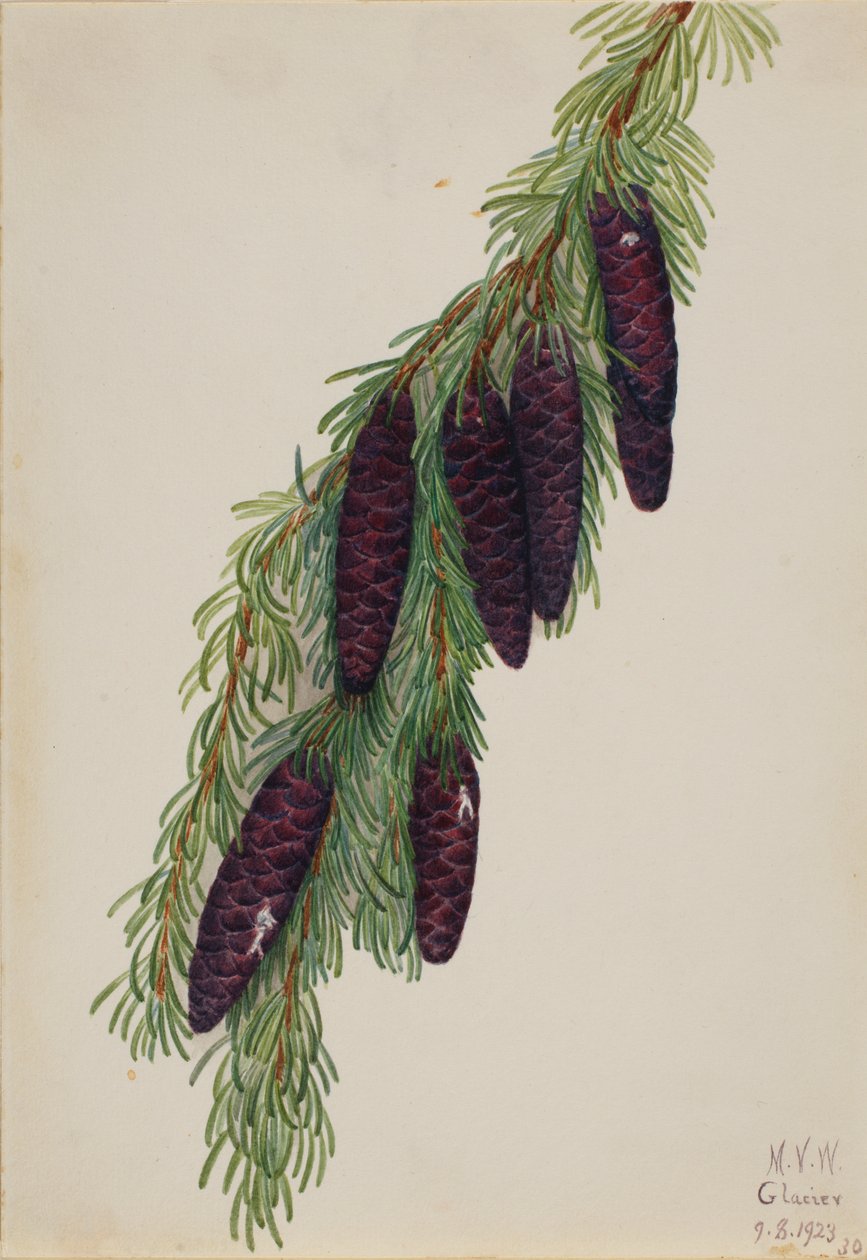 Hemlock Tsuga mertensiana, 1923. alkotó: Mary Vaux Walcott